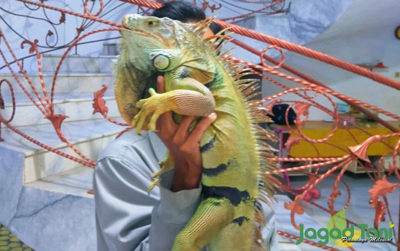 uploads/news/2022/03/beda-musim-berikut-iguana-226423bd7b8da79.jpg