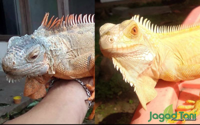 uploads/news/2022/03/cara-bedakan-iguana-jantan-41152255e1cc96d_400.jpg