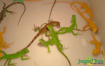 uploads/news/2022/03/cara-mudah-merawat-iguana-8810160ca584875_400.jpg