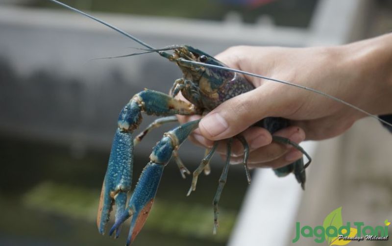 uploads/news/2022/03/cara-mudah-merawat-lobster-767958589a65354.jpg