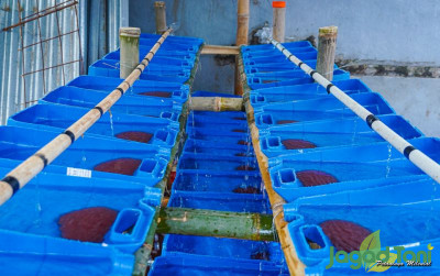 uploads/news/2022/03/cara-mudah-ternak-cacing-333824083edb3f2_400.jpg