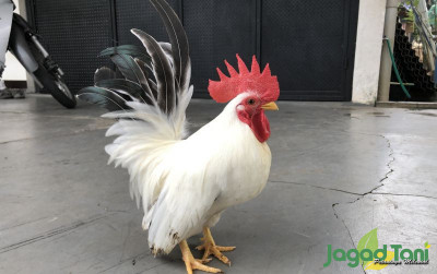 uploads/news/2022/03/chabo-ayam-imut-dari-4033804890fc998_400.jpeg