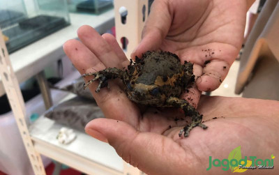 uploads/news/2022/03/chubby-frog-kodok-unik-61333d375ffa6ca_400.jpeg