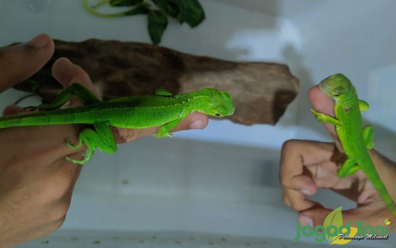 uploads/news/2022/03/ciri-dan-karakter-iguana-924140e6451dfd6.jpg