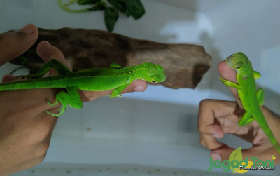 uploads/news/2022/03/ciri-dan-karakter-iguana-924140e6451dfd6_400.jpg