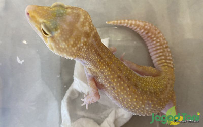 uploads/news/2022/03/gecko-rainwater-strees-ini-46299f23172e547_400.jpg