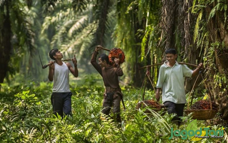 uploads/news/2022/03/hasil-kelapa-sawit-melimpah--32195cca631cb69.jpg