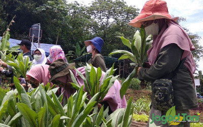 uploads/news/2022/03/international-women-day-petani-596581d9cd3d531_400.jpg