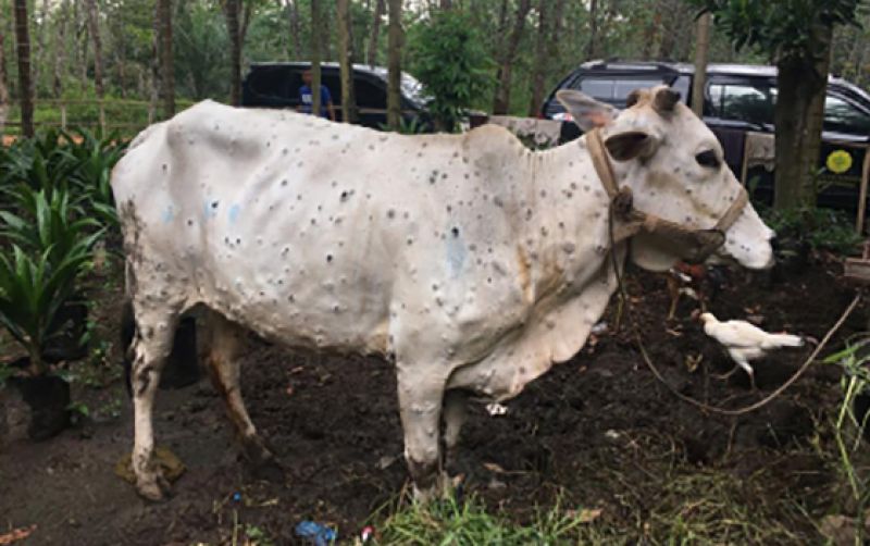 uploads/news/2022/03/kementan-penyakit-lsd-sapi-313583c45278661.jpg