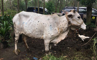 uploads/news/2022/03/kementan-penyakit-lsd-sapi-313583c45278661_400.jpg