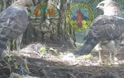 uploads/news/2022/03/lahirnya-garuda-pewaris-tahta-389945694e0219b_400.jpeg