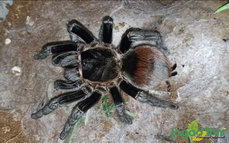 uploads/news/2022/03/langkah-mudah-merawat-tarantula-9049921e45e678a.jpg