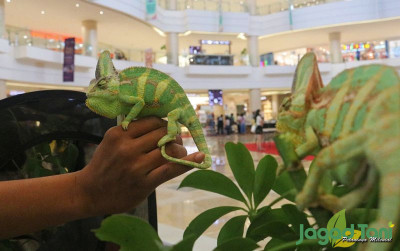 uploads/news/2022/03/makin-diperhatikan-chameleon-semakin-14089d776789e5a_400.jpg