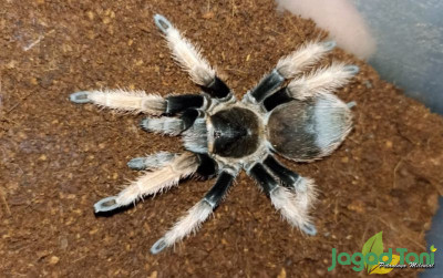 uploads/news/2022/03/memgenal-jenis-tarantula-layak-47061536061767c_400.jpg