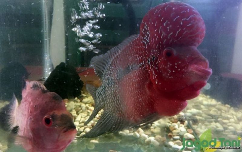 uploads/news/2022/03/memilih-ikan-louhan-yang-579767b7516e72a.jpeg
