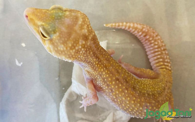 uploads/news/2022/03/mengenal-leopard-gecko-rainwater-6745026df6440b7_400.jpg