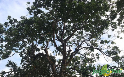 uploads/news/2022/03/mengenal-pohon-kecapi-dan-844391e7c3297a1_400.jpg