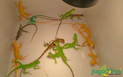 uploads/news/2022/03/mengetahui-jenis-iguana-untuk-21751dcd81972d7_400.jpg