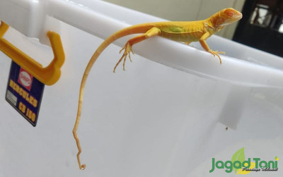 uploads/news/2022/03/mengetahui-penyakit-iguana-dan-762104e38a5919c_400.jpg