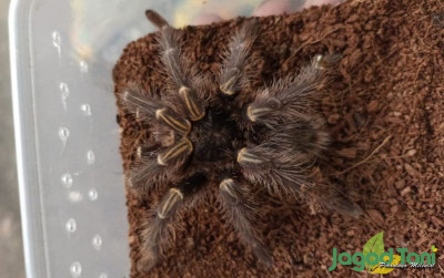 uploads/news/2022/03/mengetahui-tarantula-death-curl-1464315781bc8b4_400.jpg