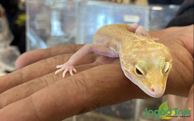 uploads/news/2022/03/merawat-gecko-rainwater-makin-18144548690e41f_400.jpg