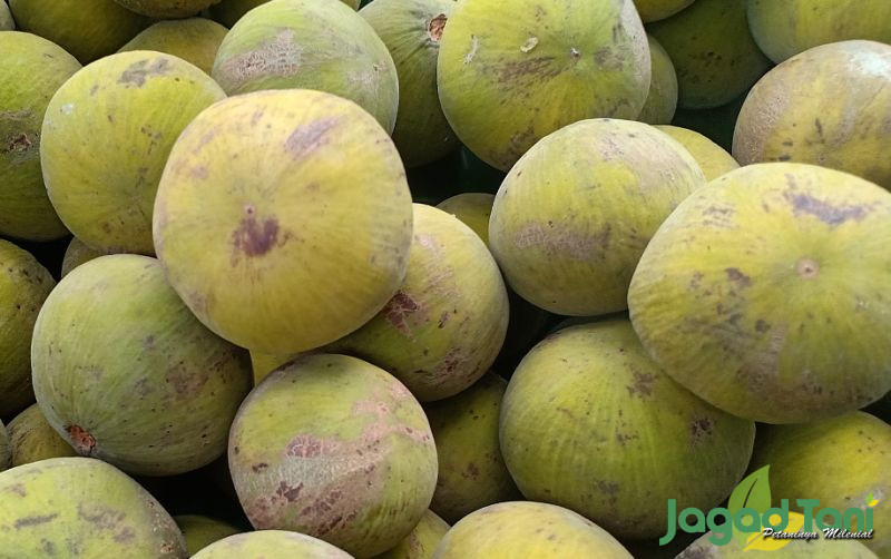 uploads/news/2022/03/musim-buah-kecapi-hujan-88251b23d096406.jpg