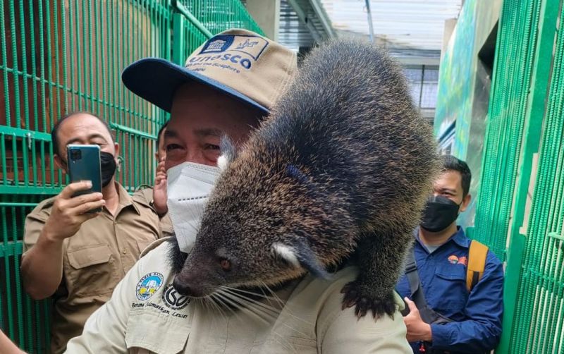 uploads/news/2022/03/penangkaran-binturong-di-yogyakarta-43789c270994cf0.jpg