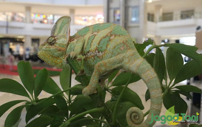 uploads/news/2022/03/penyakit-fatal-chameleon-berasal-5594978fa707449_400.jpg