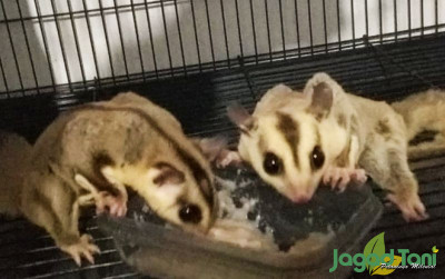 uploads/news/2022/03/perbedaan-sugar-glider-jantan-509052f9620d7a8_400.jpg