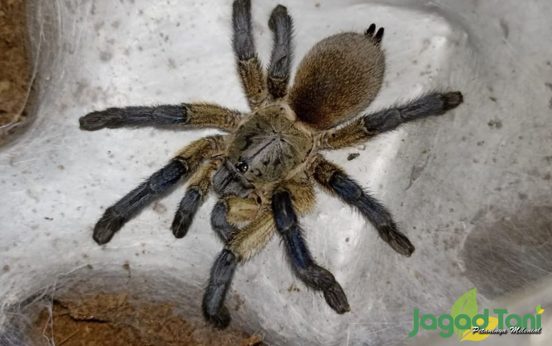 uploads/news/2022/03/pesona-tarantula-di-mata-22213e514936f27.jpg