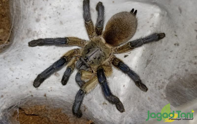 uploads/news/2022/03/pesona-tarantula-di-mata-22213e514936f27_400.jpg