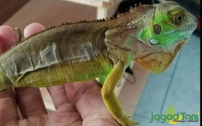 uploads/news/2022/03/proses-shedding-pada-iguana-315450cbfbd97a1_400.jpg