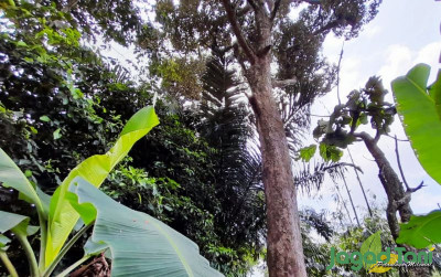 uploads/news/2022/03/si-wajit-durian-manis-75371ea5d8e23cc_400.jpg