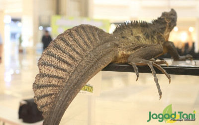 uploads/news/2022/03/soa-layar-dinosaurus-hidup--54939755e1024c0_400.jpg