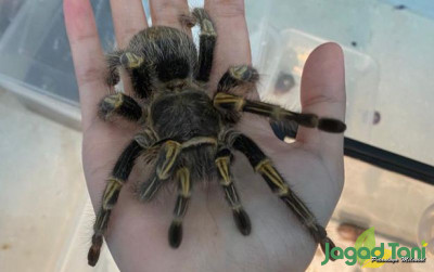 uploads/news/2022/03/tarantula-24198d39e4708a9_400.jpg