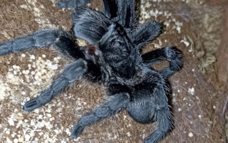 uploads/news/2022/03/tarantula-395517471681433.jpg