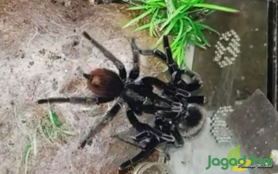 uploads/news/2022/03/tarantula-59929f7a287ef90_400.jpg