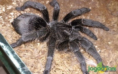 uploads/news/2022/03/tarantula-jantan-8034994aa77600b_400.jpg