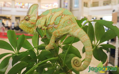 uploads/news/2022/03/veiled-chameleon-si-reptil-32478518ad130e9_400.jpg