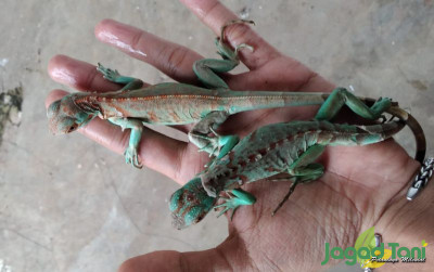 uploads/news/2022/04/3-jenis-iguana-dengan-202502444cf1e5e_400.jpg