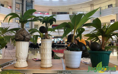uploads/news/2022/04/3-jenis-kelapa-yang-57801c063645df2_400.jpeg