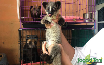 uploads/news/2022/04/3-musang-yang-friendly-408497459006596_400.jpeg