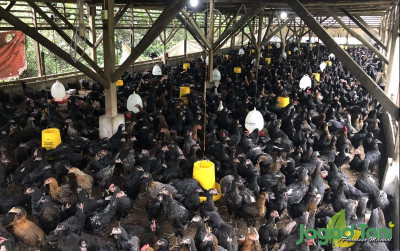 uploads/news/2022/04/3-penyebab-ayam-sering-81904c54ed303a2_400.jpeg