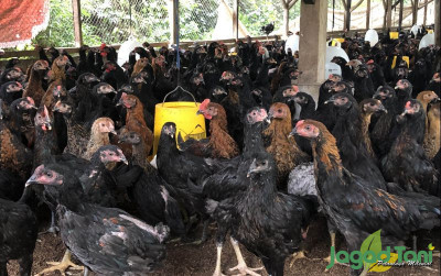 uploads/news/2022/04/asam-garam-ternak-ayam-73624c7597b4175_400.jpeg