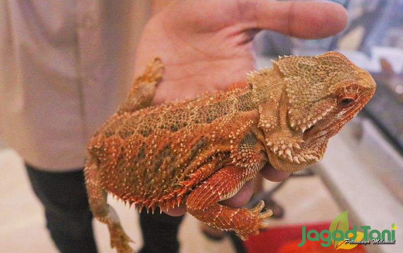 uploads/news/2022/04/bearded-dragon-bisa-berubah-24967aad31a650f.jpg