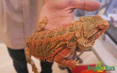 uploads/news/2022/04/bearded-dragon-bisa-berubah-24967aad31a650f_400.jpg
