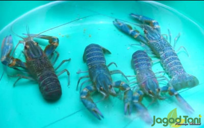 uploads/news/2022/04/begini-tips-memilih-lobster-231023957bfc2df_400.jpg