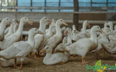 uploads/news/2022/04/cara-mudah-ternak-bebek-12040033a83510f_400.jpeg