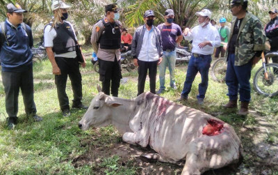 uploads/news/2022/04/harimau-sumatera-kelaparan-serang-919067afe8c1159_400.jpg
