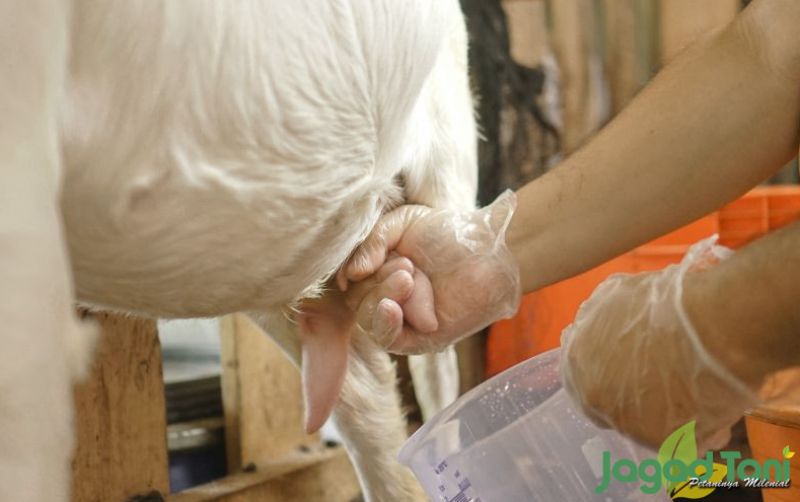 uploads/news/2022/04/kenali-perbedaan-susu-sapi-582616017ce1709.jpg